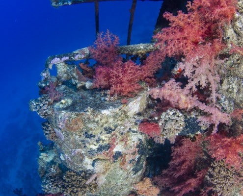 aegypten_rotes_meer_kimon_m_tauchen_13