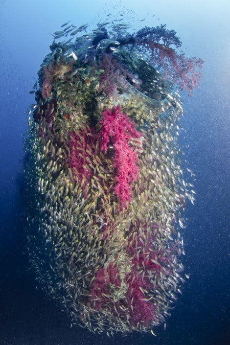 aegypten_rotes_meer_rosalie_moller_tauchen_28