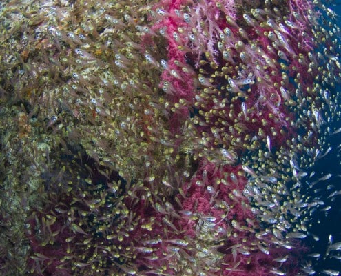 aegypten_rotes_meer_rosalie_moller_tauchen_33