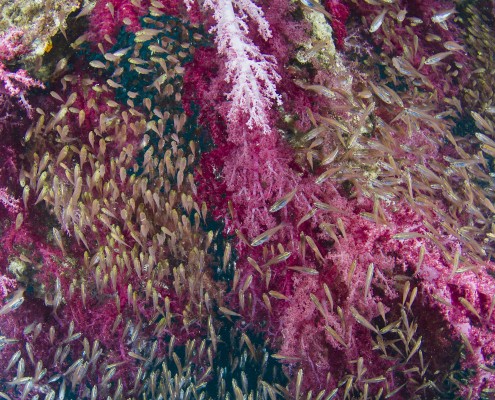 aegypten_rotes_meer_rosalie_moller_tauchen_35