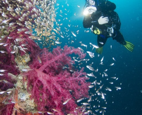 aegypten_rotes_meer_rosalie_moller_tauchen_37