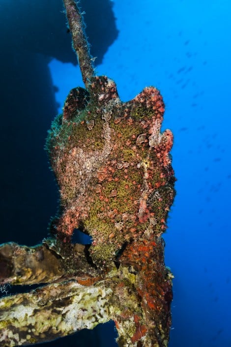 aegypten_rotes_meer_salem_express_tauchen_41