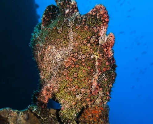 aegypten_rotes_meer_salem_express_tauchen_41
