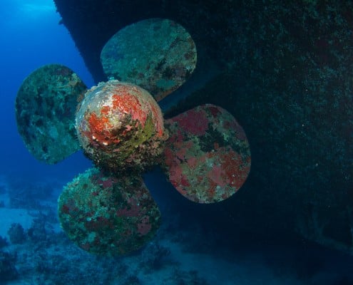 aegypten_rotes_meer_salem_express_tauchen_56