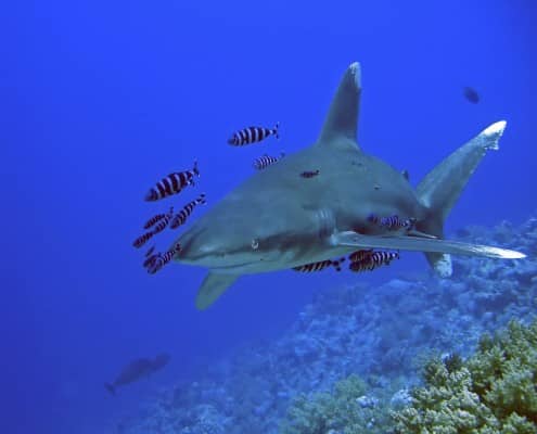 aegypten_rotes_meer_tauchen_20