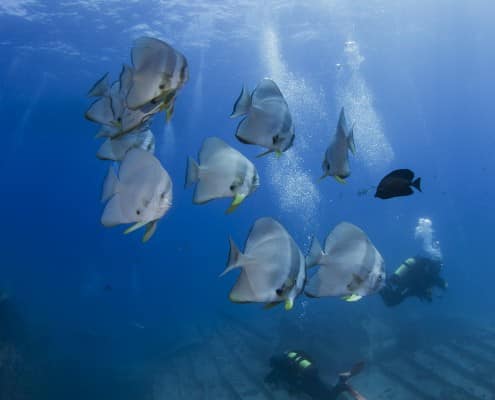 aegypten_rotes_meer_thistlegorm_tauchen_67