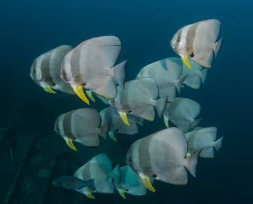aegypten_rotes_meer_thistlegorm_tauchen_74