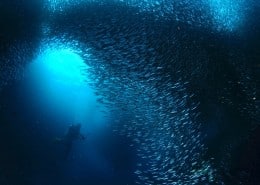 asien_philippinen_cebu_moalboal_dolphin_dive_tauchen_16