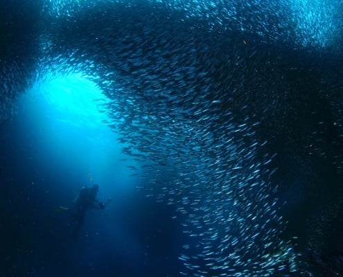 asien_philippinen_cebu_moalboal_dolphin_dive_tauchen_16