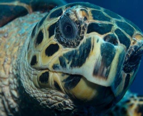 banner_karibik_saba_tauchen_schildkroete