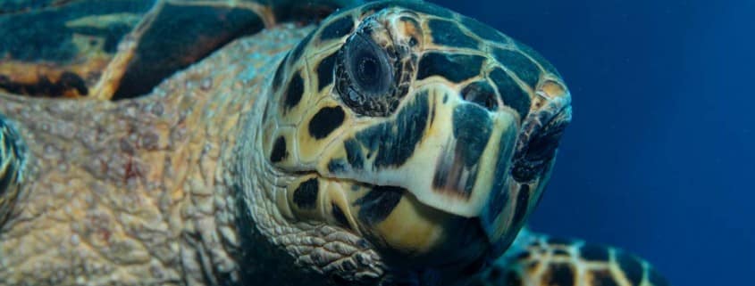 banner_karibik_saba_tauchen_schildkroete