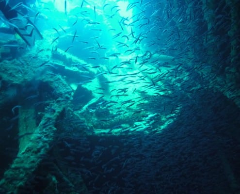 bvi_tauchen_rms_rhone_glasfische_fischschwarm