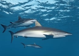 cuba_tauchen_jardines_de_la_reina_haie_im_riff