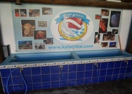 griechenland_kalamitsi_tauchbasis_dolphin_tauchbasis