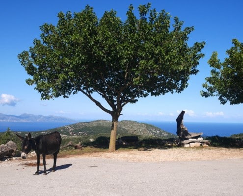 griechenland_zakynthos_esel_insel_reisen