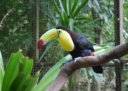 honduras_copan_bird_park_toucan