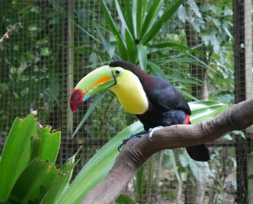 honduras_copan_bird_park_toucan