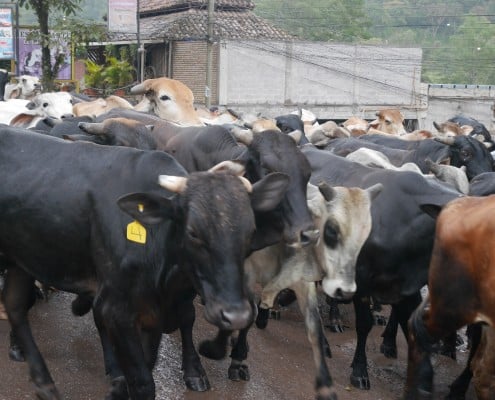 honduras_copan_kuhherde