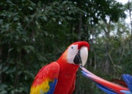honduras_copan_ruinas_ara_papagai