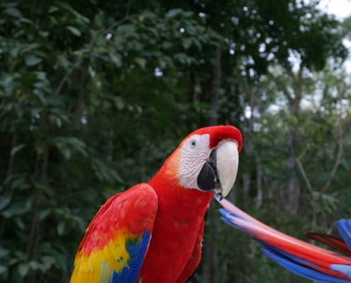 honduras_copan_ruinas_ara_papagai