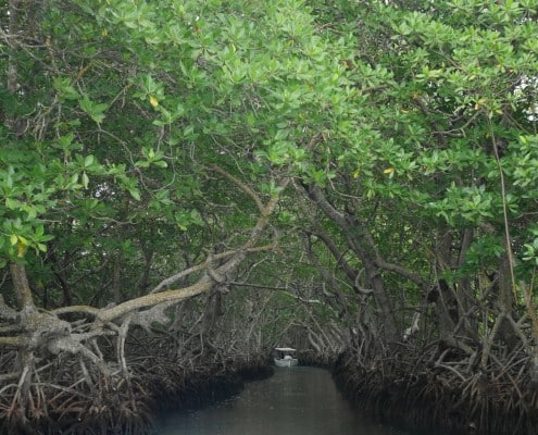 honduras_roatan_mangroven_kanal