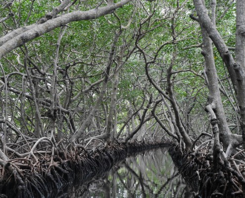 honduras_roatan_mangroven_kanu_ausflug