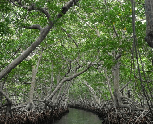 honduras_roatan_mangroven_osten