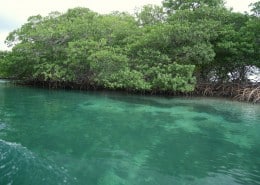 honduras_roatan_mangroven_tauchen