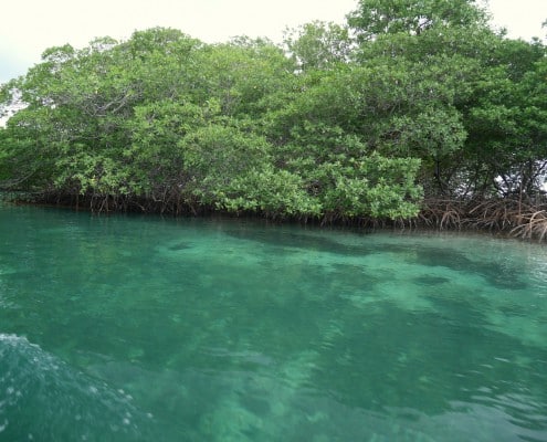honduras_roatan_mangroven_tauchen