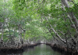 honduras_roatan_mangroven_tour_tauchen