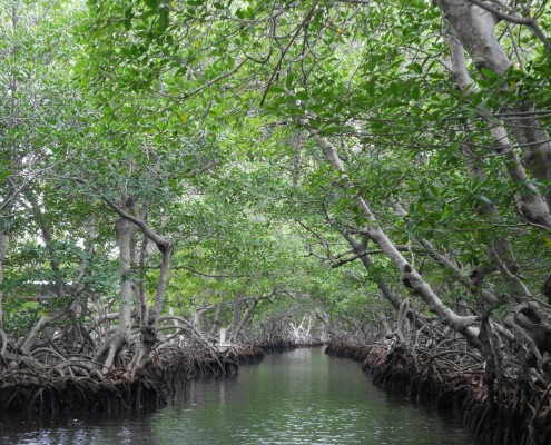 honduras_roatan_mangroven_tour_tauchen