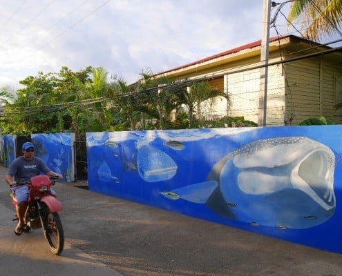 honduras_utila_east_harbour_walhai_bild