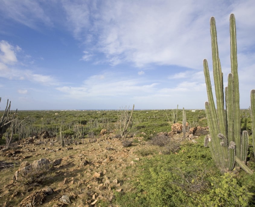 karibik_bonaire_tauchen40