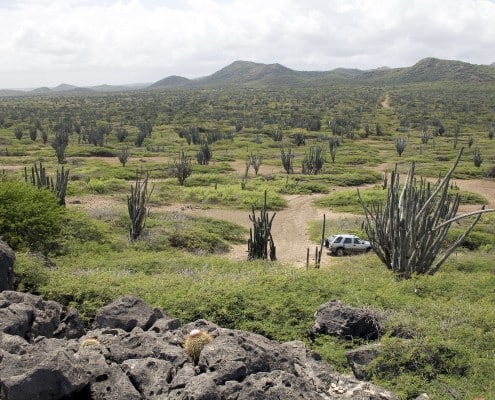 karibik_bonaire_tauchen48