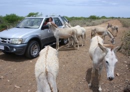 karibik_bonaire_tauchen_donkey_farm_esel