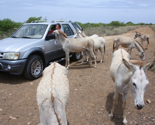 karibik_bonaire_tauchen_donkey_farm_esel
