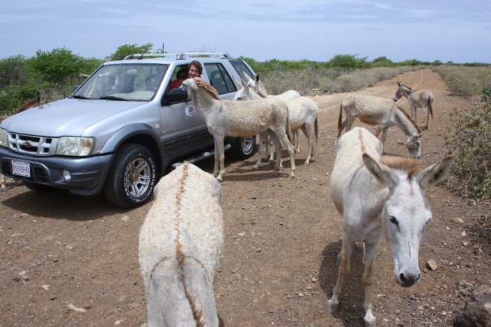 karibik_bonaire_tauchen_donkey_farm_esel