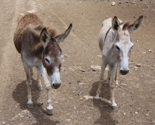 karibik_bonaire_tauchen_esel_park