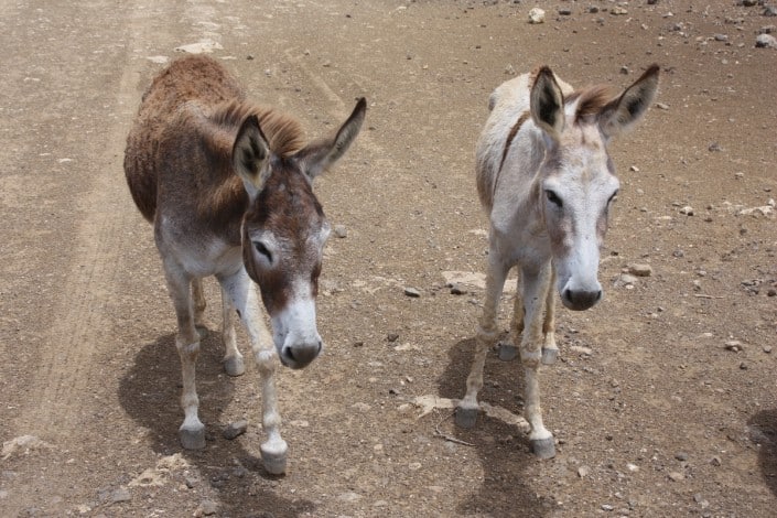 karibik_bonaire_tauchen_esel_park