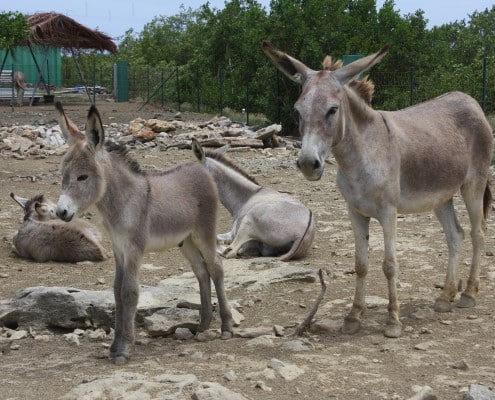 karibik_bonaire_tauchen_eselbaby