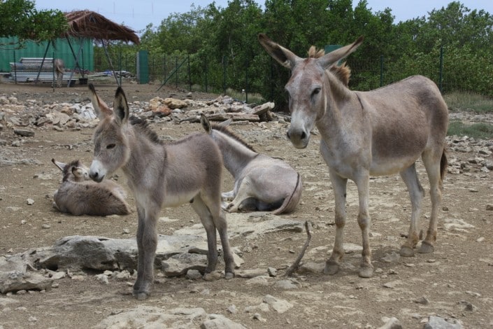 karibik_bonaire_tauchen_eselbaby
