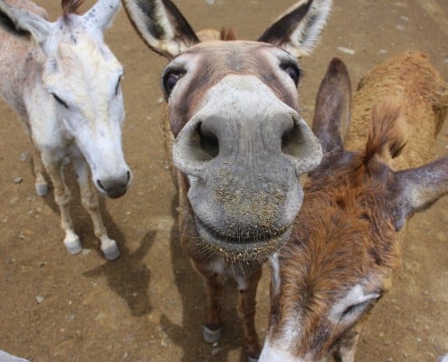 karibik_bonaire_tauchen_eselsfarm