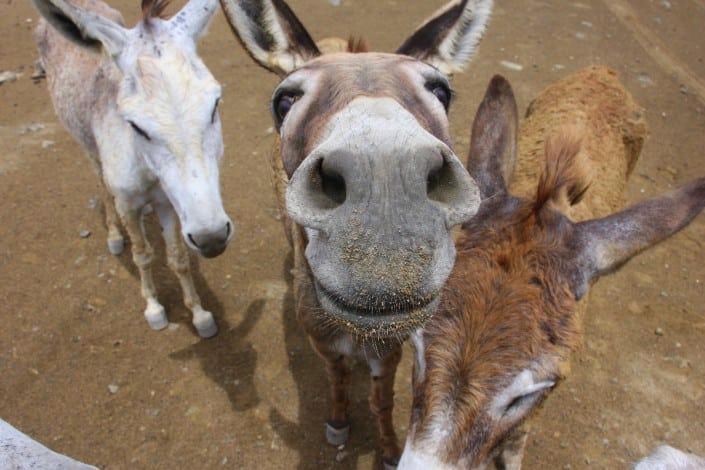 karibik_bonaire_tauchen_eselsfarm