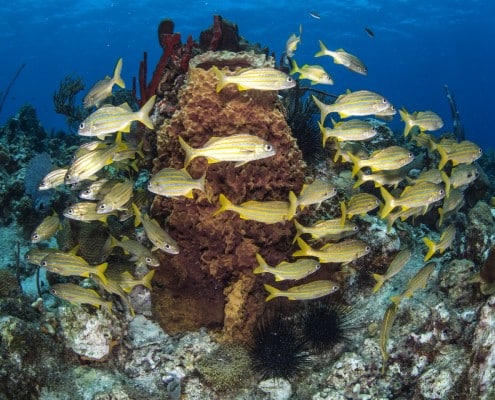 karibik_dominikanische_republik_bayahibe_tauchen_36