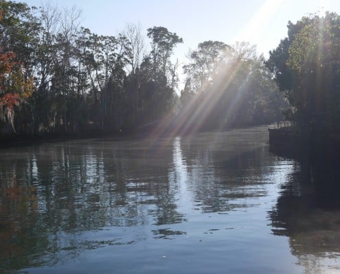 karibik_florida_key_largo_crystal_river_manatee_tauchen_02