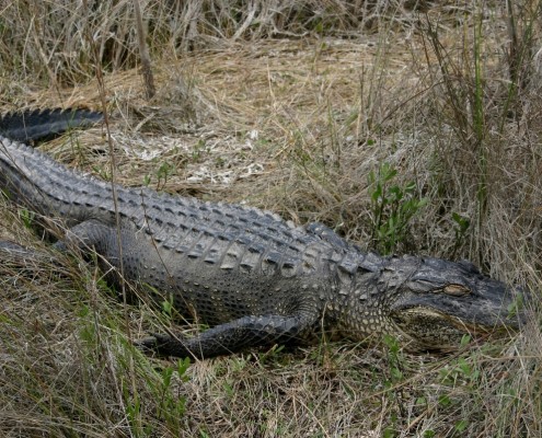 karibik_florida_key_largo_tauchen_30