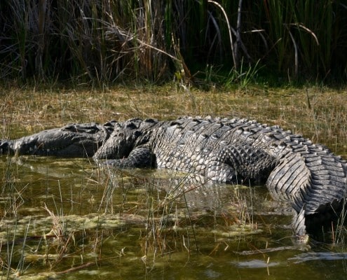 karibik_florida_key_largo_tauchen_32