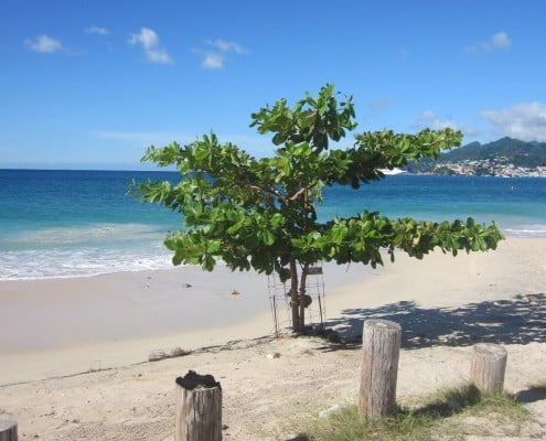 karibik_grenada_grand_anse_beach_tauchen_21