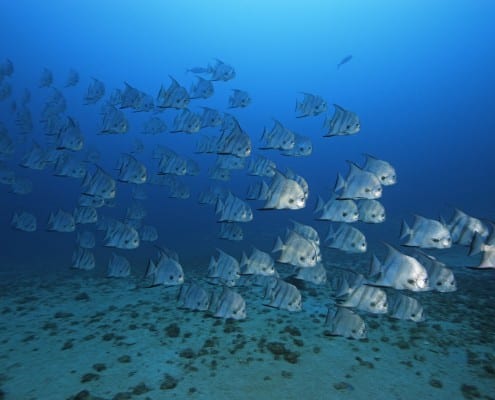 karibik_grenada_tauchen_16