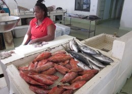 karibik_grenada_tauchen_22